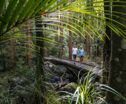 Bush Walks, Waterfalls and Stunning Vistas in Whangārei