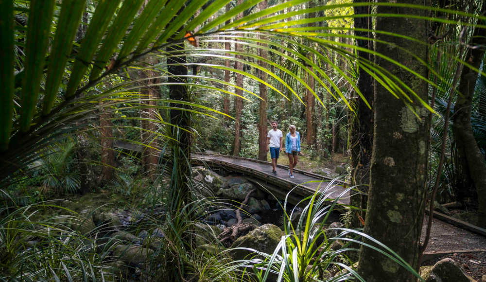 Bush Walks, Waterfalls and Stunning Vistas in Whangārei