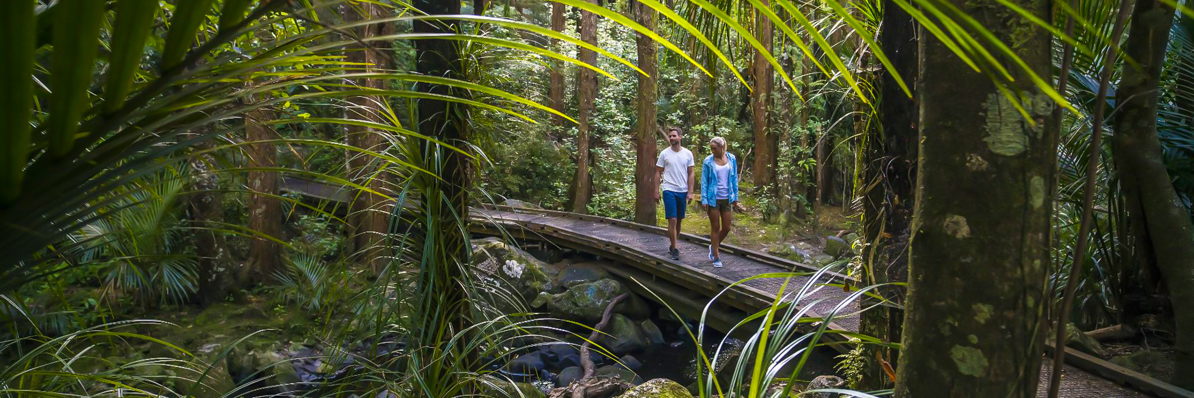 Bush Walks, Waterfalls and Stunning Vistas in Whangārei Header Image